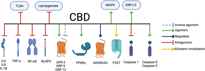 découvrez l'impact du cbd sur la santé, ses bienfaits potentiels, son fonctionnement et ce que disent les études scientifiques à propos de cet extrait naturel.