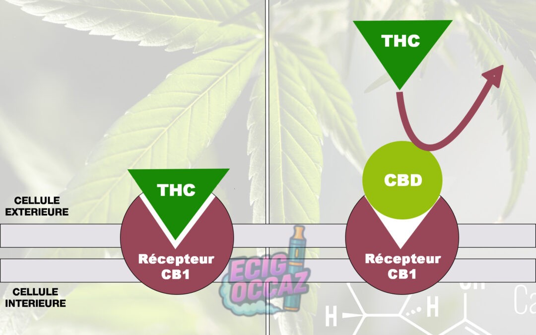 découvrez les bienfaits essentiels du cbd pour votre bien-être : réduction du stress, soulagement des douleurs et amélioration du sommeil.