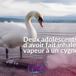 Un cygne au bord de l’eau près d’une cigarette électronique et d’un léger nuage de vapeur