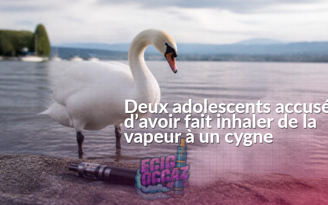 Un cygne au bord de l’eau près d’une cigarette électronique et d’un léger nuage de vapeur